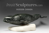 11" Beluga Whale by Archie Kattuk *Tails of the Deep*