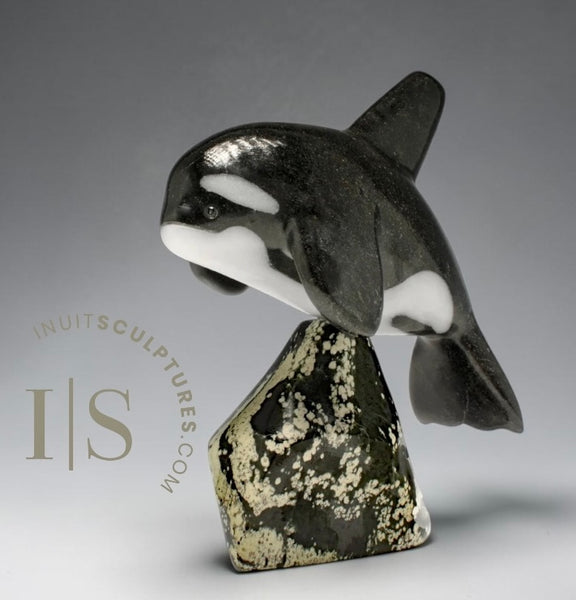 7” SIGNATURE Orca by Johnnysa Mathewsie *Poised*