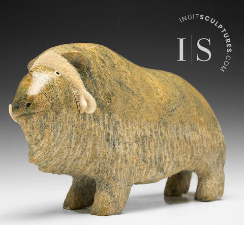 VINTAGE 9" Muskox by Seepee Ipeeli *Goldie*