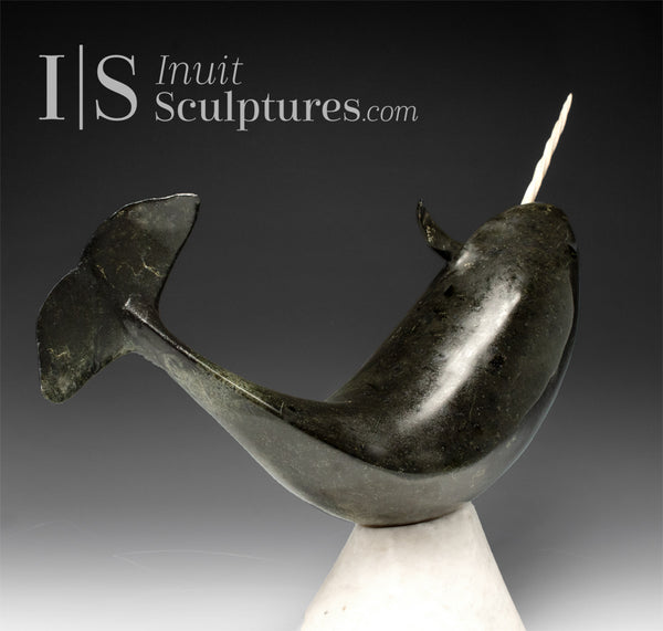 14" Museum Calibre Narwhal by Paul Malliki *Pure Power*