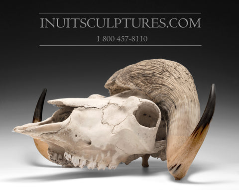 28" Full Muskox Skull  (died natural cause)