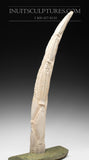 22"  Walrus Tusk by Jassie Keyookta  *Ancient Tales* (govt control)